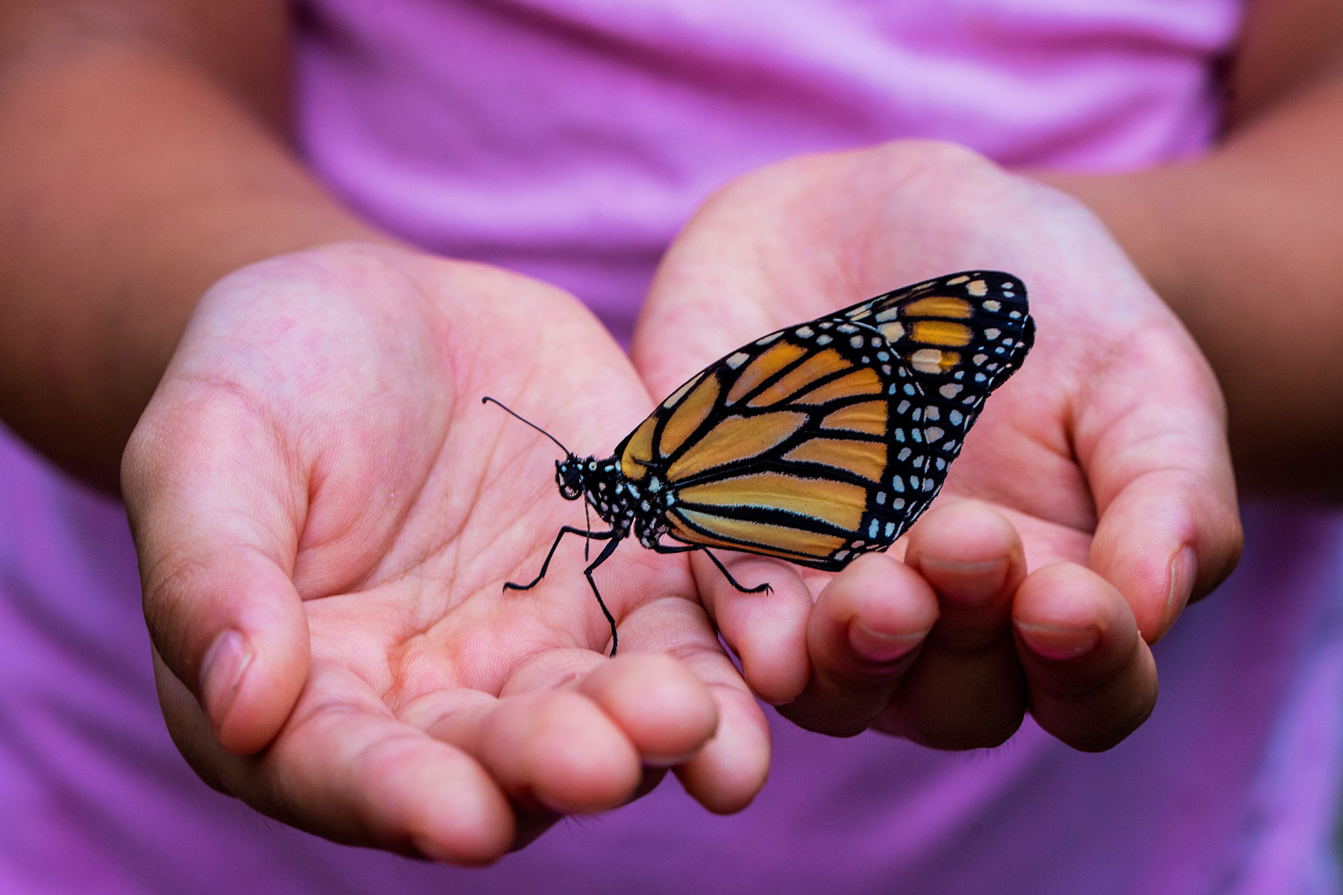 En fjäril sitter på någons händer. NTA - Fjärilars liv. Foto: Unsplash